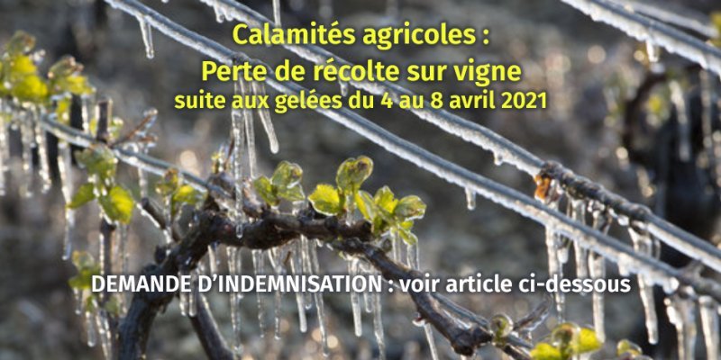 Calamités agricoles : gel sur fruits