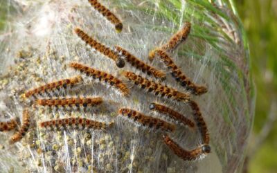 Lutte contre les chenilles processionnaires