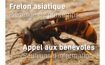 Lutte contre le frelon asiatique